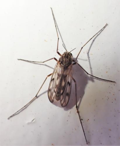 Réf. 318 970 : Macropelopia nebulosa